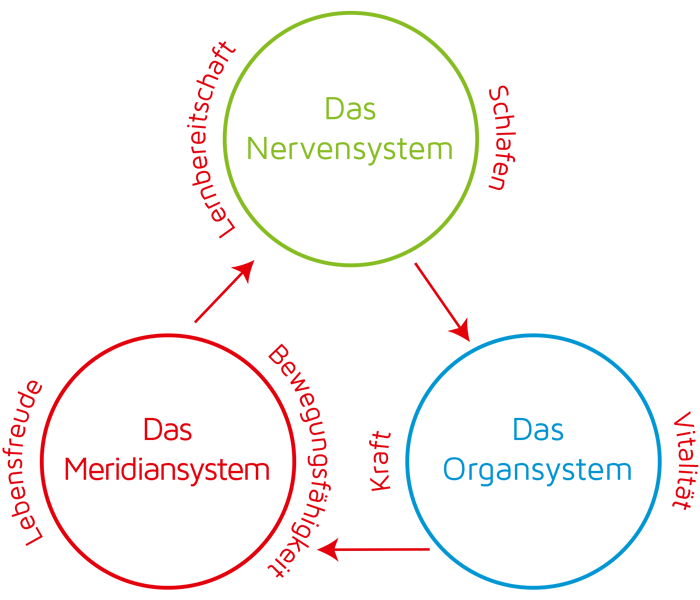 Die 3 Zellsysteme eines Lebewesens und ihre Aufgaben